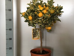 Citrus calamondin variegata, 20 cm